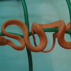 CH12#47 después 1ª muda.JPG