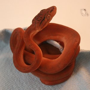 CH12#48 antes de la 1ª muda.JPG