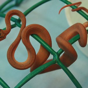 CH12#48 después 1ª muda.JPG