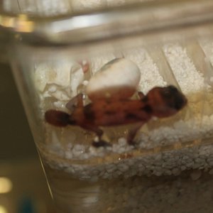 Nephrurus Wheeleri Broken band (1).JPG