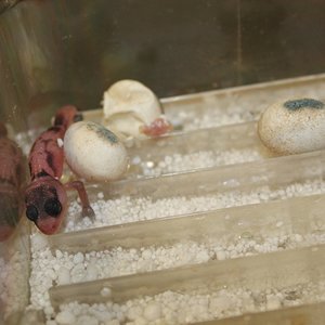 Nephrurus Wheeleri Broken band (2).JPG