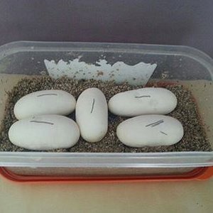 bumblebee x vanilla pastel.jpg