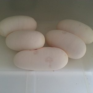 bumblebee x vanilla pastel.jpg2.jpg3.jpg