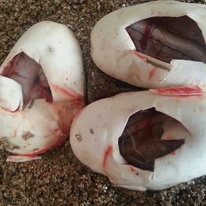 pastel x spinerblast.jpg