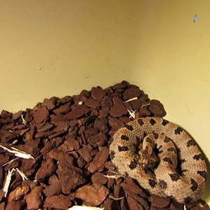 IMG_0686 (640x480).jpg