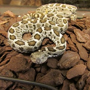 IMG_0681 (640x480).jpg