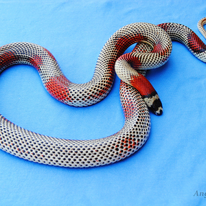 0.1 Aberrante (stripped hi-white vanishing).png