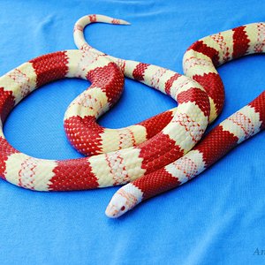 0.1 Albina tricolor.JPG