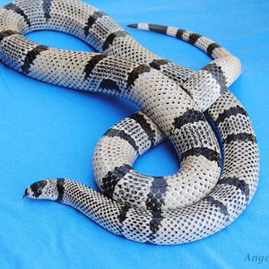 1.0 Ghost (pinstripped).JPG