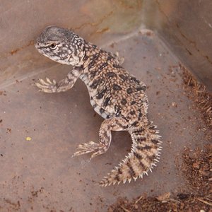 acantinurus 2013.jpg