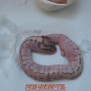 IMG_0043 - copia.JPG