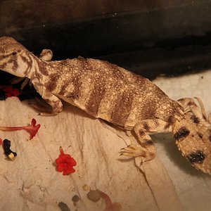 IMG_9383 - copia.JPG