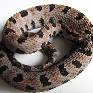 IMG_0864 (640x480) (2).jpg