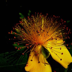 Hypericum calycinum.jpg