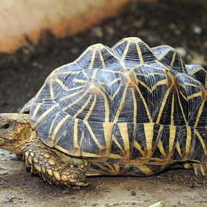 padre microelegans.jpg