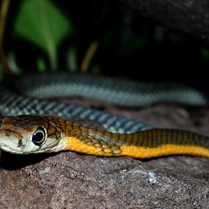 Ophiophagus hannah baby.jpg