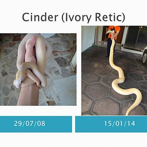 Cinder (Ivory Retic).jpg