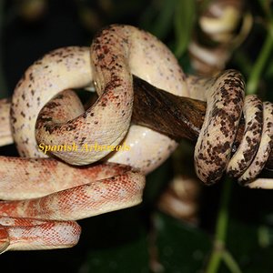 Bloodshed con 1 año y 8 meses.JPG