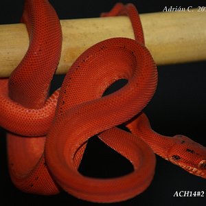 ACH14#2 después de 1ª muda.JPG