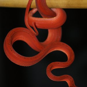 ACH14#3 después de 1ª muda.JPG