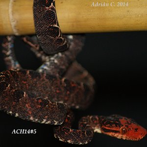 ACH14#5 después de la 1ª muda.JPG