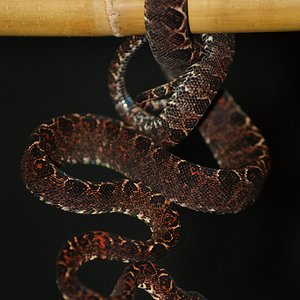 C.hortulanus Halloween Paradox.JPG