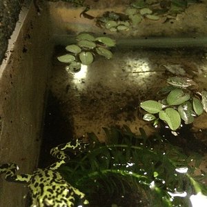 foto bombina 142.jpg