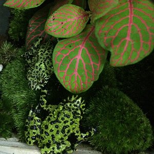 foto bombina 143.jpg