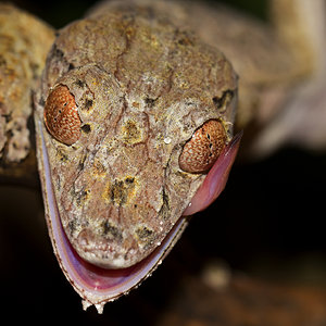 uroplatus.jpg