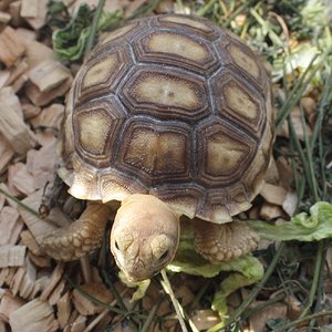 Sulcata 3.JPG