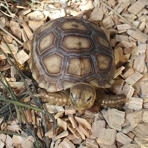 Sulcata 4.JPG