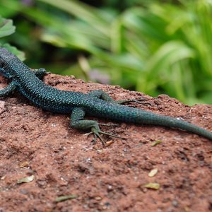 Wall Lizard Funchal Male 2.1 - copia.JPG