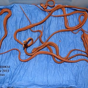 Parto 6 de Agosto de 2015.JPG