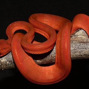 ACH15#15 Neonato.JPG