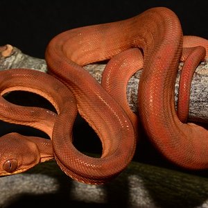 ACH15#16 Neonato.JPG