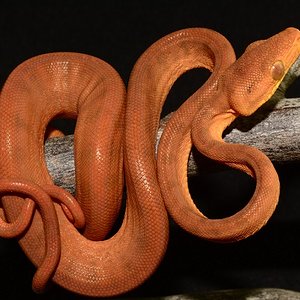 ACH15#17 Neonato.JPG