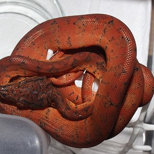 IMG_5891 - copia.JPG