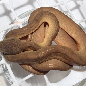 IMG_5898 - copia.JPG