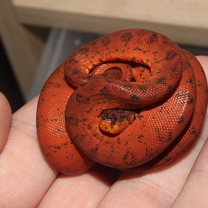 IMG_5901 - copia.JPG