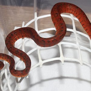 IMG_5911 - copia.JPG