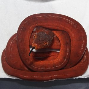 IMG_5918 - copia.JPG