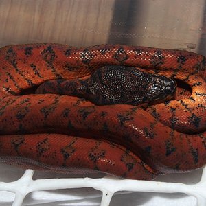 IMG_5921 - copia.JPG