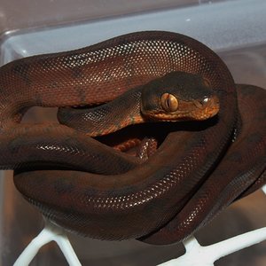 IMG_5932 - copia.JPG