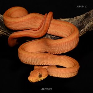 ACH15#1 después de la 1ª muda.JPG