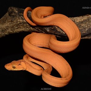 ACH15#5 después de la 1ª muda.JPG