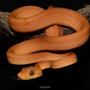 ACH15#6 después de la 1ª muda.JPG