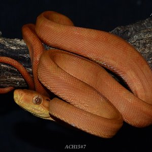 ACH15#7 después de la 1ª muda.JPG