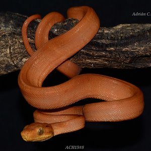 ACH15#8 después de la 1ª muda.JPG