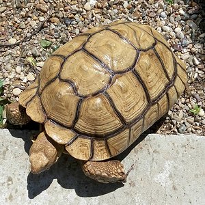 SULCATA MACHO.jpg