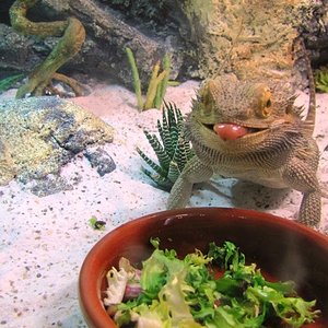 33 - nuevo sustrato 3.jpg